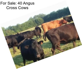 For Sale: 40 Angus Cross Cows