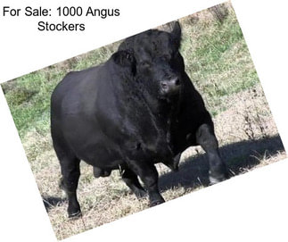 For Sale: 1000 Angus Stockers