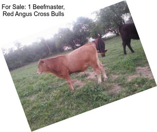 For Sale: 1 Beefmaster, Red Angus Cross Bulls