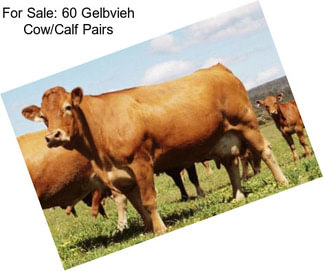For Sale: 60 Gelbvieh Cow/Calf Pairs