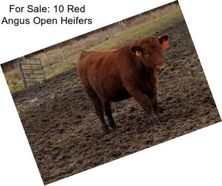 For Sale: 10 Red Angus Open Heifers