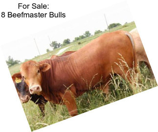 For Sale: 8 Beefmaster Bulls