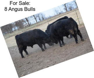 For Sale: 8 Angus Bulls