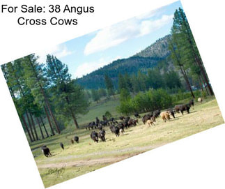 For Sale: 38 Angus Cross Cows