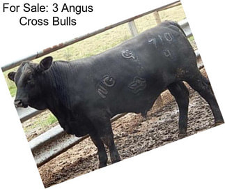 For Sale: 3 Angus Cross Bulls