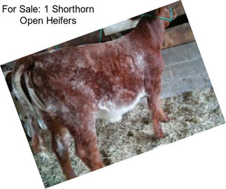 For Sale: 1 Shorthorn Open Heifers