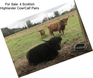 For Sale: 4 Scottish Highlander Cow/Calf Pairs