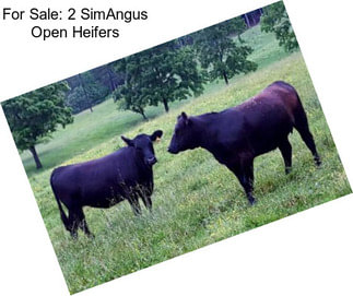 For Sale: 2 SimAngus Open Heifers