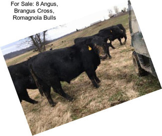 For Sale: 8 Angus, Brangus Cross, Romagnola Bulls