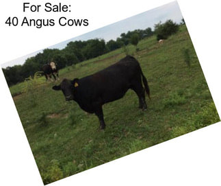 For Sale: 40 Angus Cows