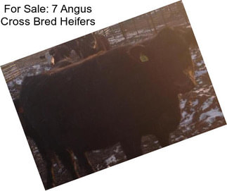 For Sale: 7 Angus Cross Bred Heifers
