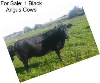 For Sale: 1 Black Angus Cows