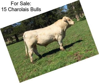 For Sale: 15 Charolais Bulls