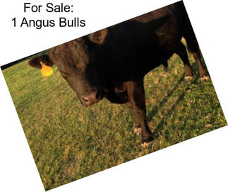 For Sale: 1 Angus Bulls