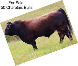 For Sale: 50 Charolais Bulls