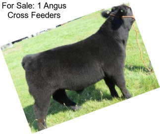 For Sale: 1 Angus Cross Feeders