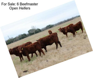 For Sale: 6 Beefmaster Open Heifers