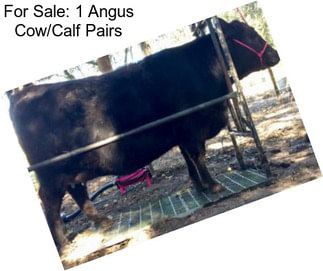 For Sale: 1 Angus Cow/Calf Pairs