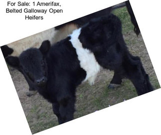 For Sale: 1 Amerifax, Belted Galloway Open Heifers