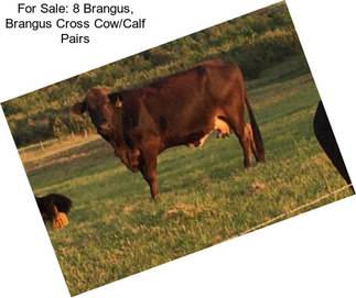 For Sale: 8 Brangus, Brangus Cross Cow/Calf Pairs