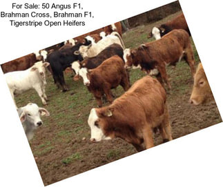 For Sale: 50 Angus F1, Brahman Cross, Brahman F1, Tigerstripe Open Heifers