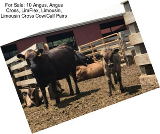 For Sale: 10 Angus, Angus Cross, LimFlex, Limousin, Limousin Cross Cow/Calf Pairs