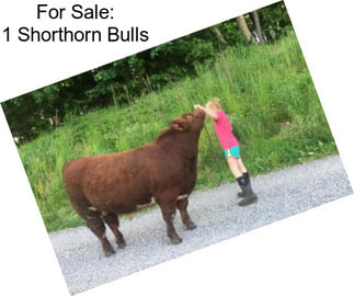 For Sale: 1 Shorthorn Bulls