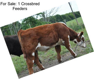 For Sale: 1 Crossbred Feeders