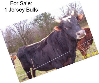 For Sale: 1 Jersey Bulls