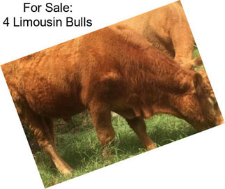 For Sale: 4 Limousin Bulls