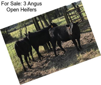 For Sale: 3 Angus Open Heifers