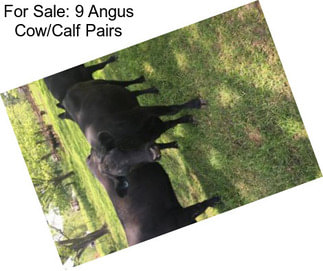 For Sale: 9 Angus Cow/Calf Pairs