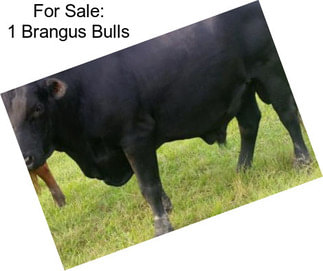 For Sale: 1 Brangus Bulls