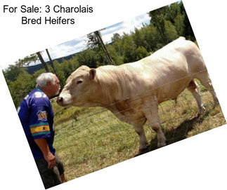 For Sale: 3 Charolais Bred Heifers