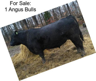 For Sale: 1 Angus Bulls