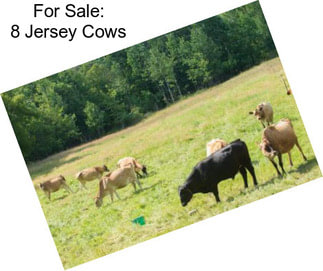 For Sale: 8 Jersey Cows