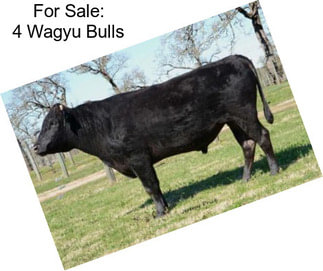 For Sale: 4 Wagyu Bulls
