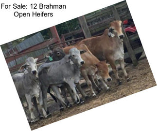 For Sale: 12 Brahman Open Heifers