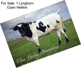 For Sale: 1 Longhorn Open Heifers
