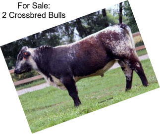 For Sale: 2 Crossbred Bulls