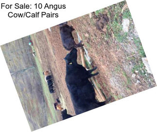 For Sale: 10 Angus Cow/Calf Pairs