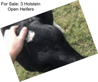 For Sale: 3 Holstein Open Heifers