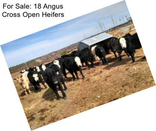 For Sale: 18 Angus Cross Open Heifers