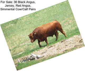 For Sale: 36 Black Angus, Jersey, Red Angus, Simmental Cow/Calf Pairs