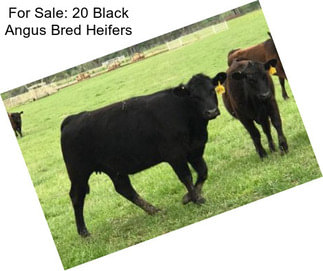 For Sale: 20 Black Angus Bred Heifers