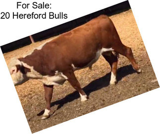 For Sale: 20 Hereford Bulls