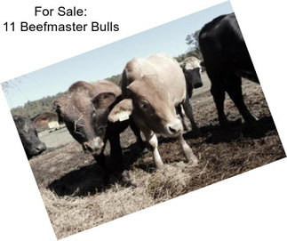 For Sale: 11 Beefmaster Bulls