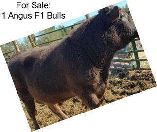 For Sale: 1 Angus F1 Bulls