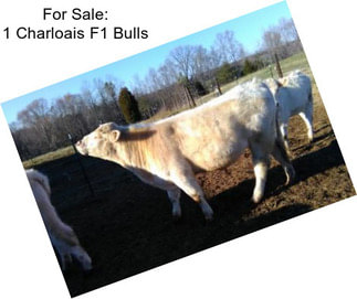 For Sale: 1 Charloais F1 Bulls