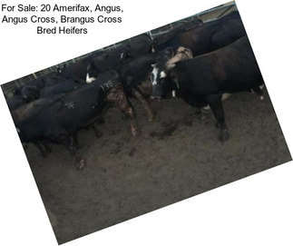 For Sale: 20 Amerifax, Angus, Angus Cross, Brangus Cross Bred Heifers